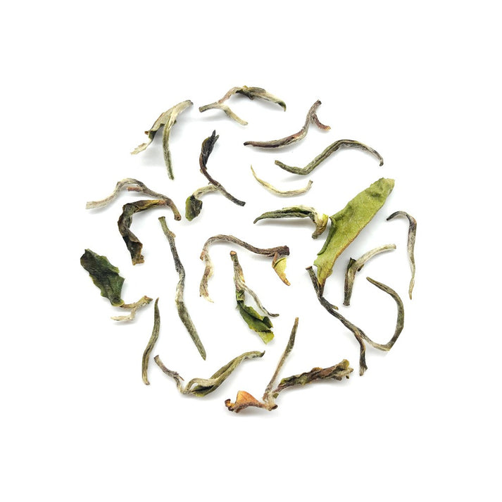 Rejuvenating Rohini Spring